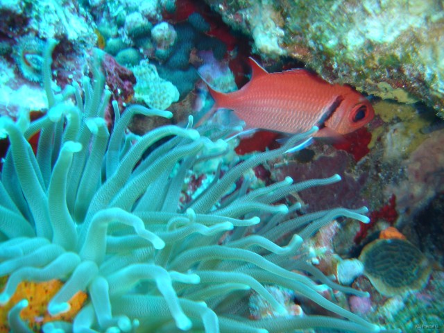 Martinique poissons 012 
